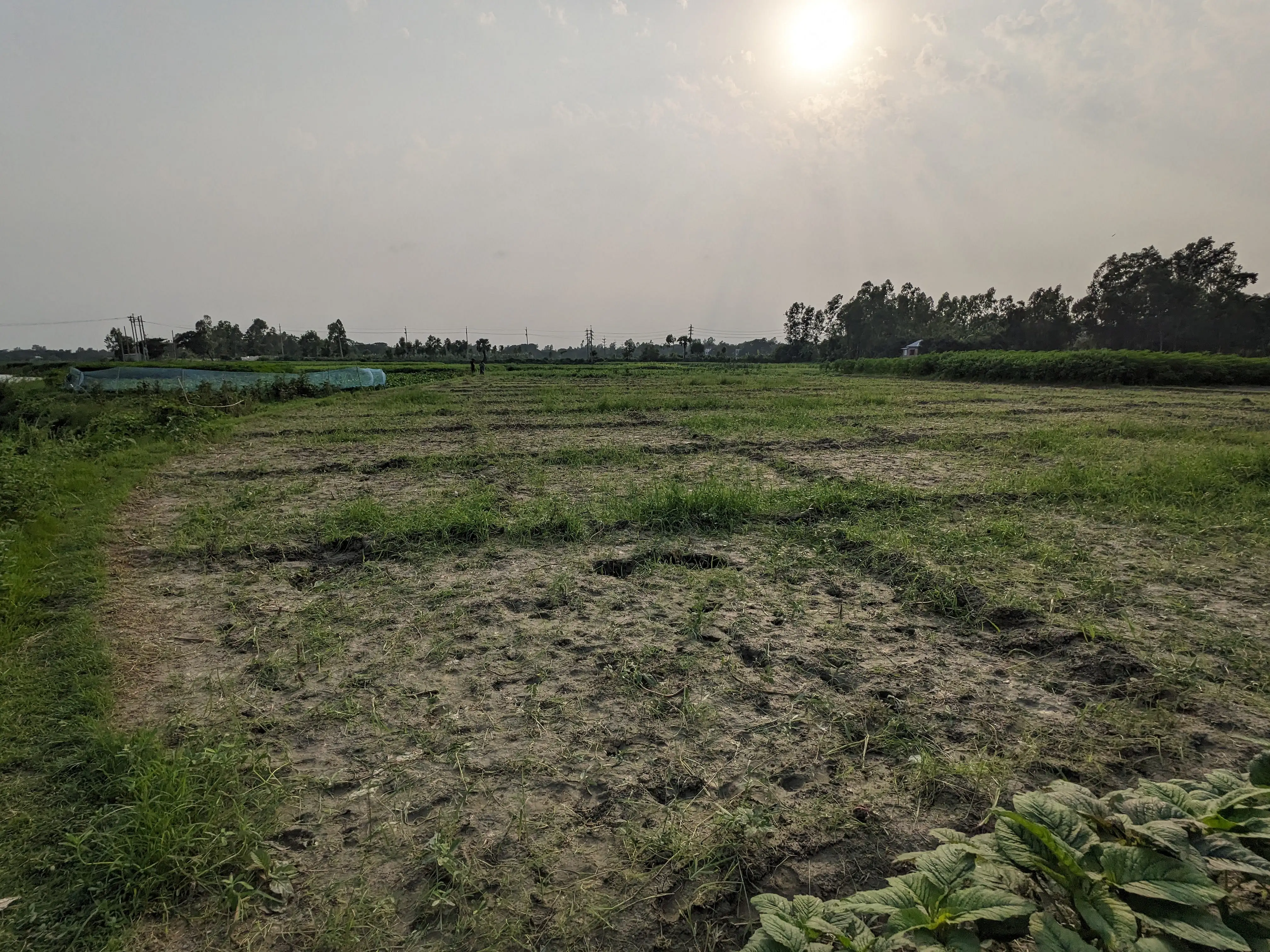 322 decimals of ancestral prime land for sale in Sirajdikhan! - Thumbnail